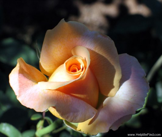'Jema' rose photo