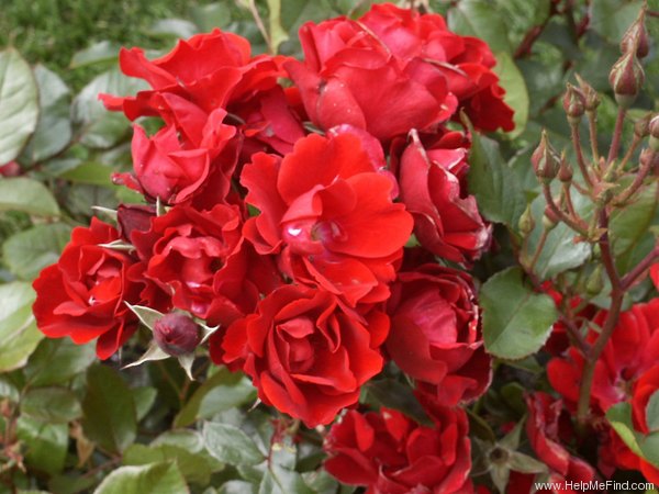'Andalusien ® (floribunda, Kordes 1976)' rose photo