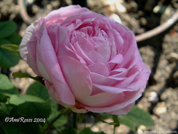 'Comtesse Cécile de Chabrillant' rose photo