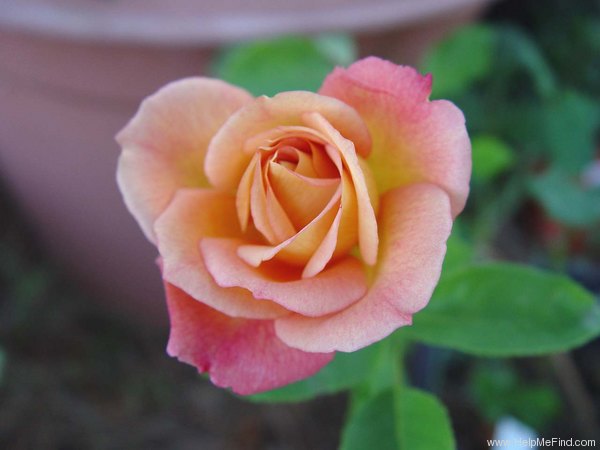 'Girona' rose photo