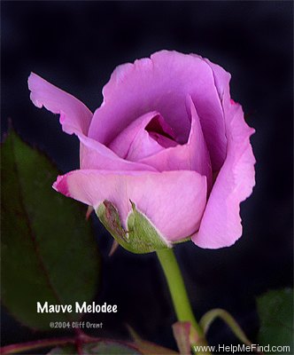 'Mauve Melodee' rose photo