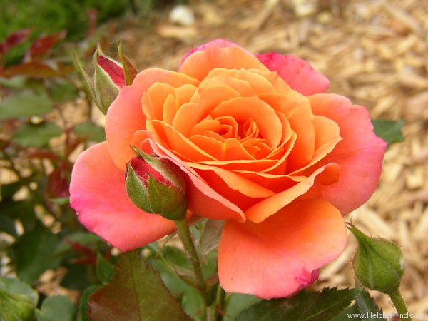 'Disneyland Rose ®' rose photo