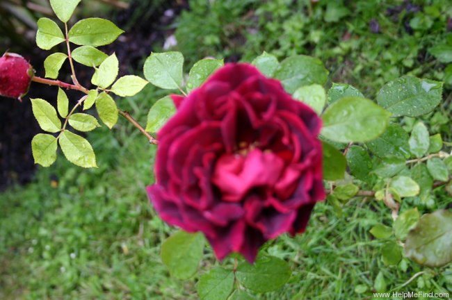 'Josephine Bruce, Cl.' rose photo