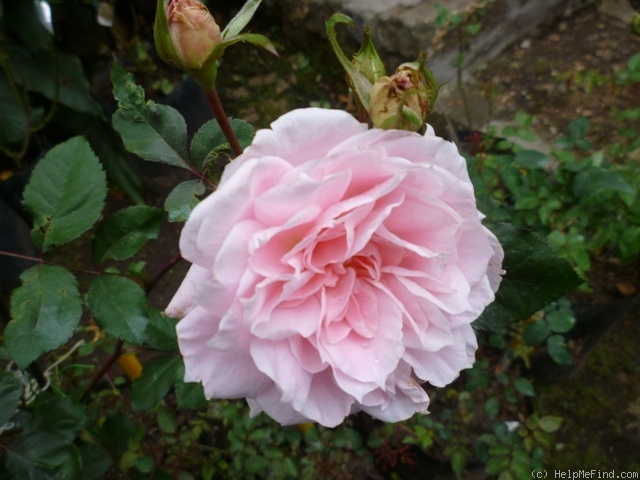 'Allegory Of Spring ™' rose photo