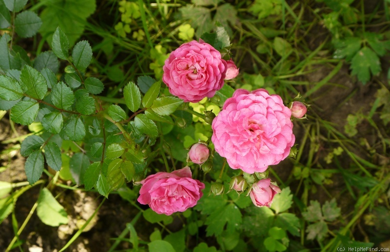 'Minnehaha' rose photo