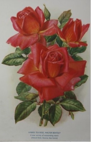 'Walter Bentley' rose photo