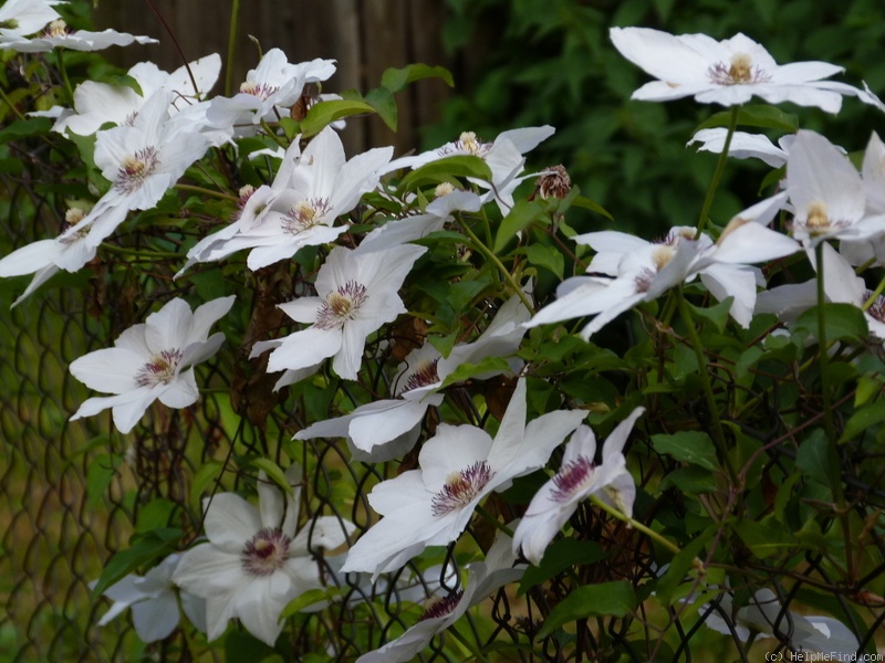 'Miss Bateman' clematis photo