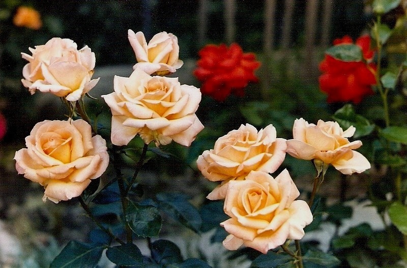 'Royal Romance ® (hybrid tea, De Ruiter, 1982)' rose photo