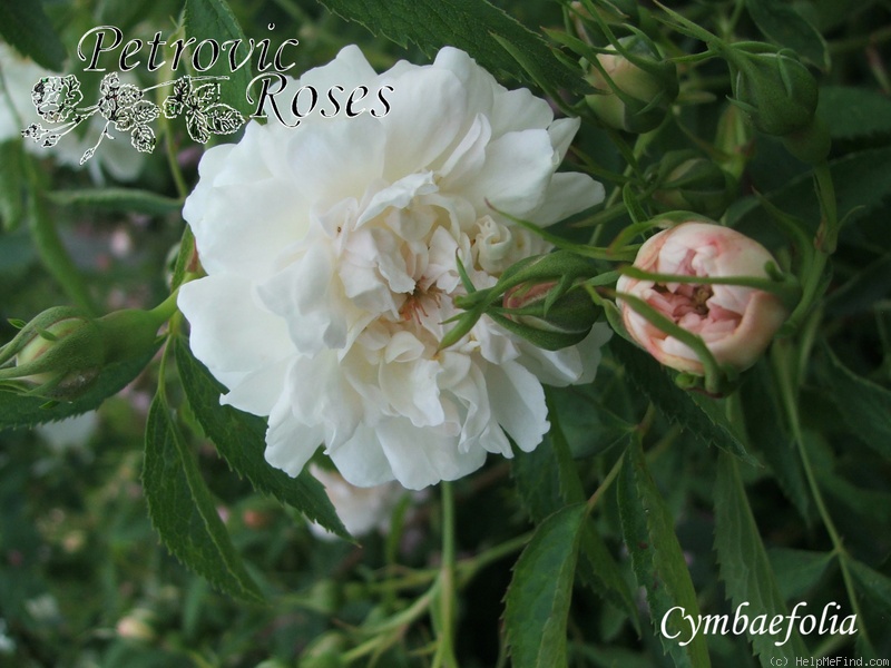 'Rosa alba cymbaefolia' rose photo