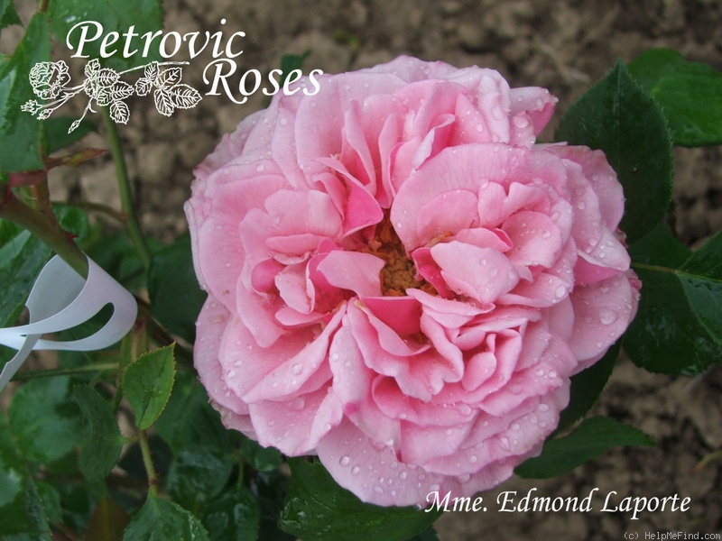 'Madame Edmond Laporte' rose photo
