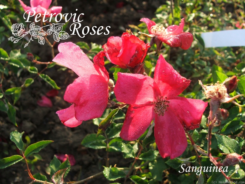 'Sanguinea - in commerce as' rose photo