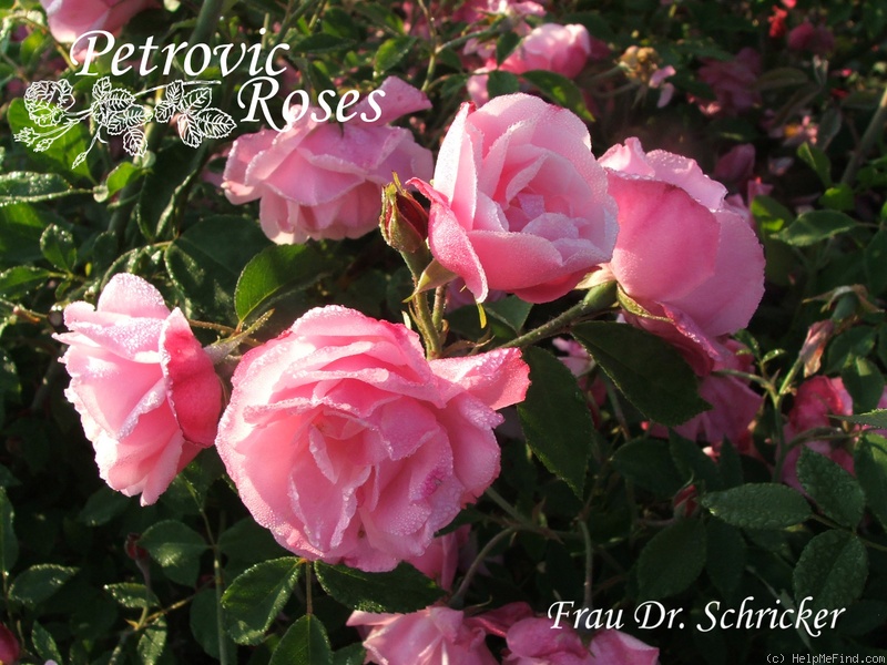 'Frau Dr. Schricker' rose photo