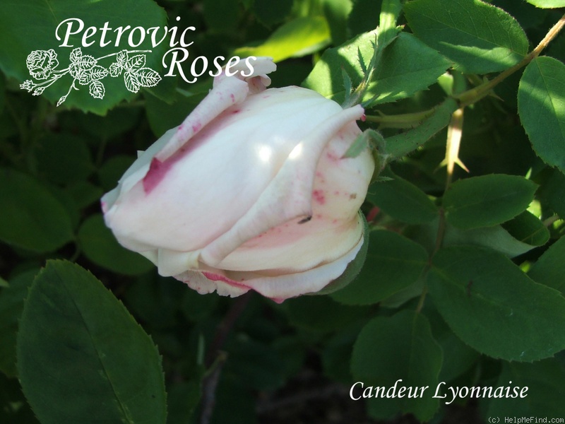 'Candeur Lyonnaise' rose photo