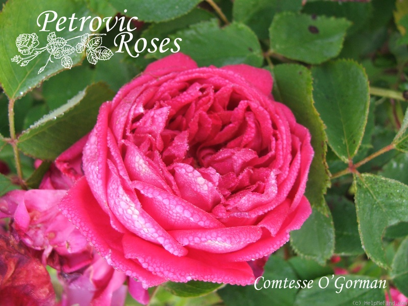 'Comtesse O'Gorman (hybrid perpetual, Lévêque, 1888)' rose photo