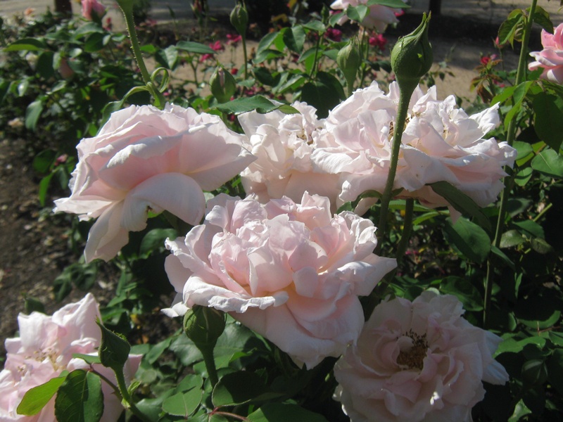 'Mrs. Henry Morse' rose photo