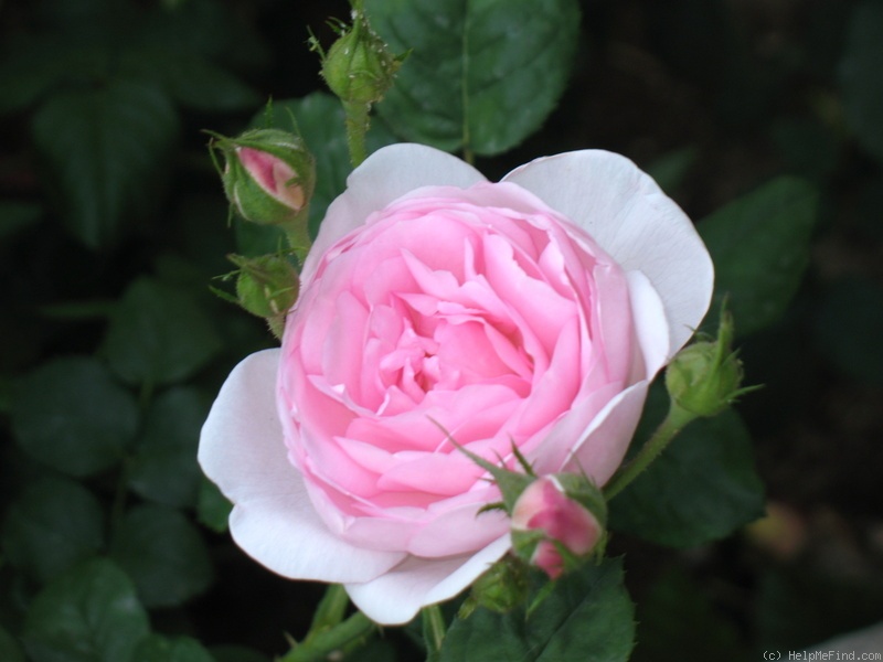 'Scepter'd Isle ®' rose photo