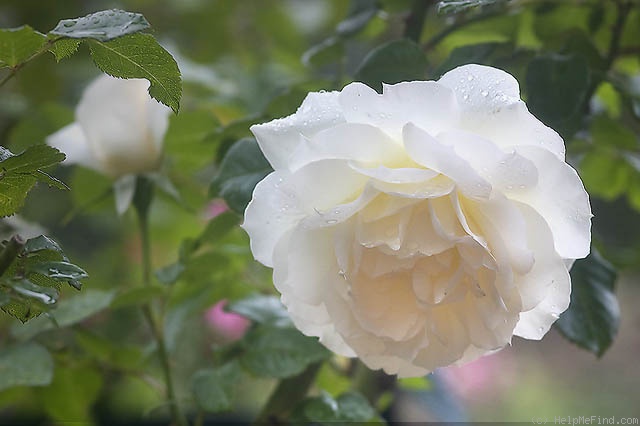 'Maggie Tabberer' rose photo