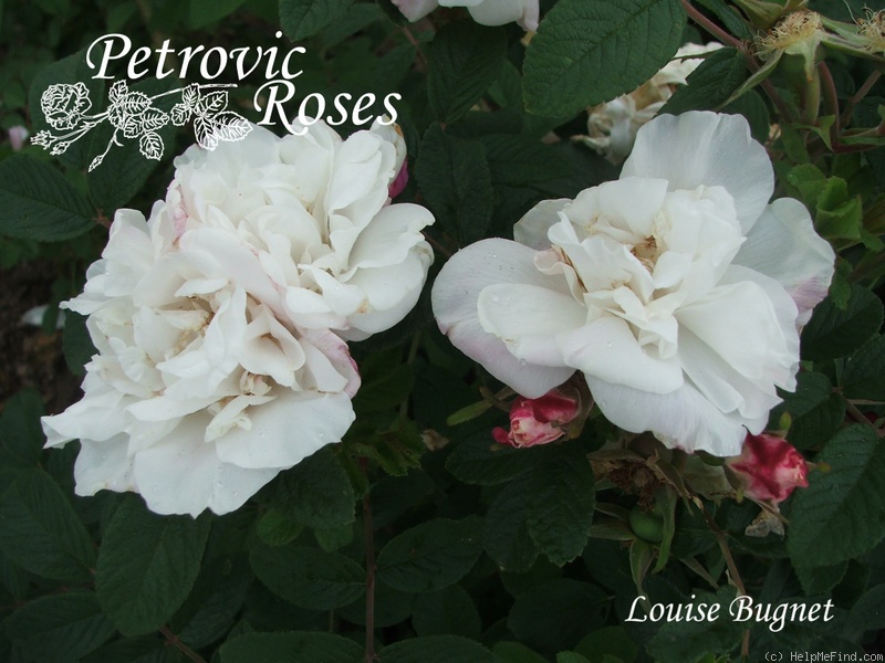 'Louise Bugnet' rose photo