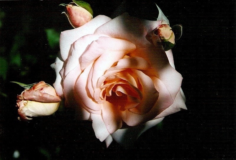 'Hélène de Savoie' rose photo