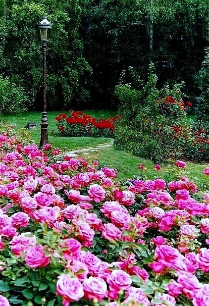 'Susan Hampshire ®' rose photo