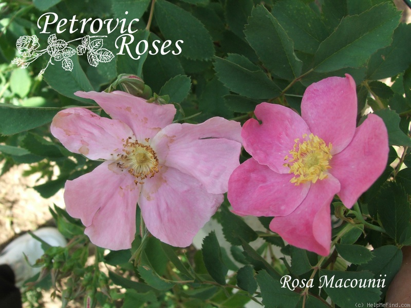 '<i>Rosa macounii</i> Greene synonym' rose photo