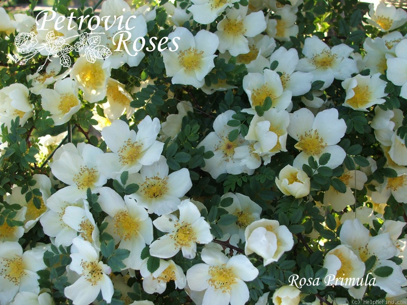'R. primula' rose photo