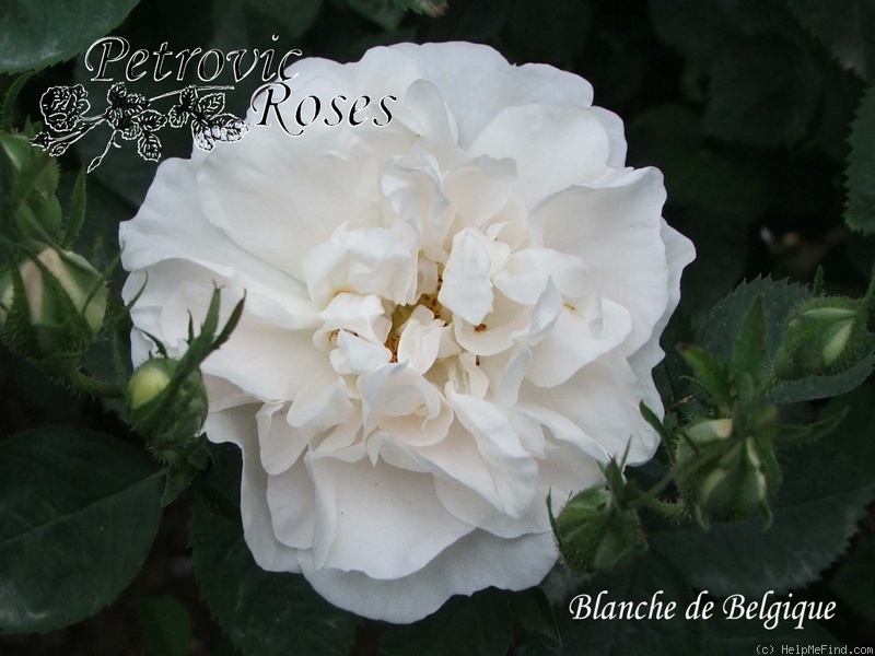 'Blanche de Belgique' rose photo