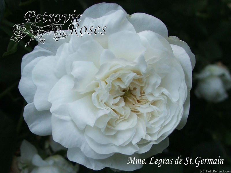 'Madame Legras de St. Germain' rose photo