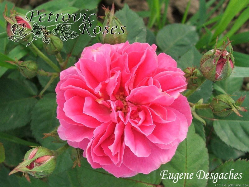 'Eugène Desgaches (bourbon, Desgaches 1840)' rose photo