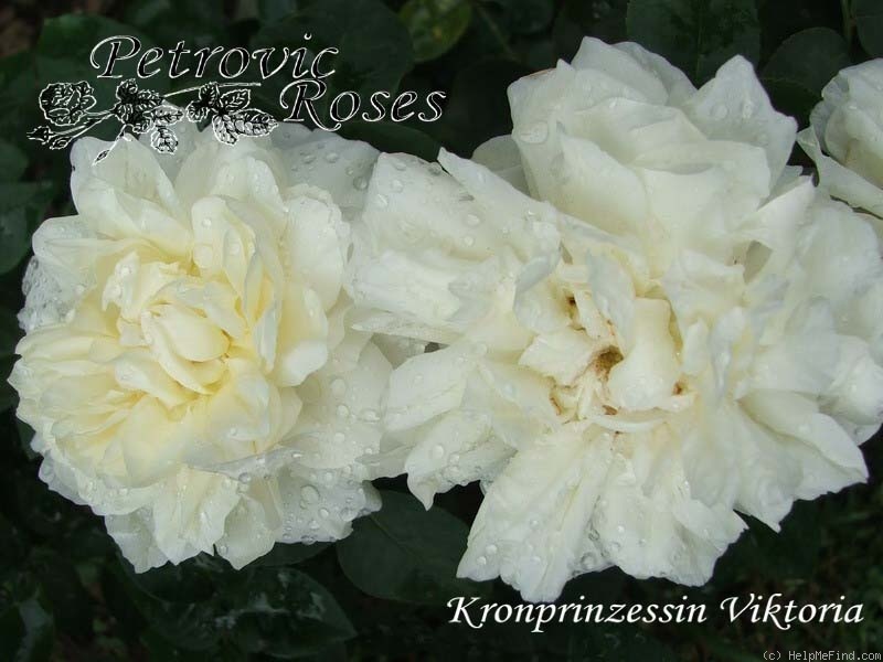 'Kronprinzessin Viktoria' rose photo