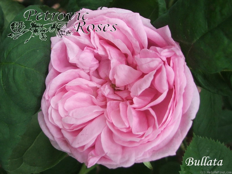 'Bullata' rose photo