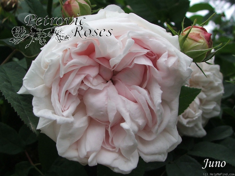 'Juno (centifolia, Bell before 1820)' rose photo