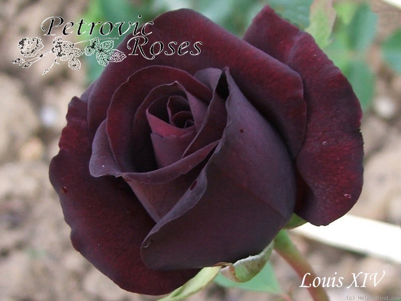 'Louis XIV (china, Guillot, 1859)' rose photo