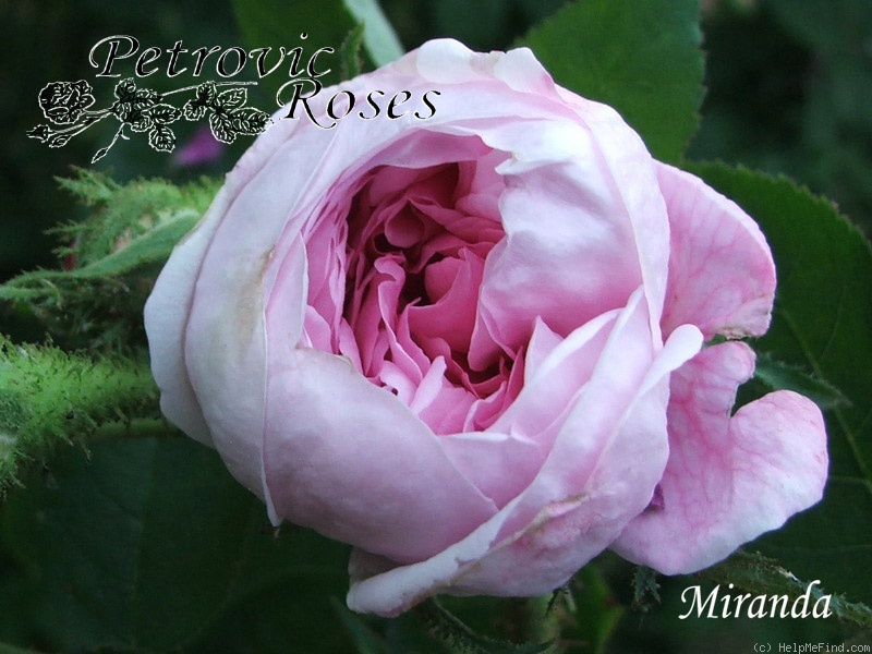 'Miranda (Portland, de Sansal, 1869)' rose photo