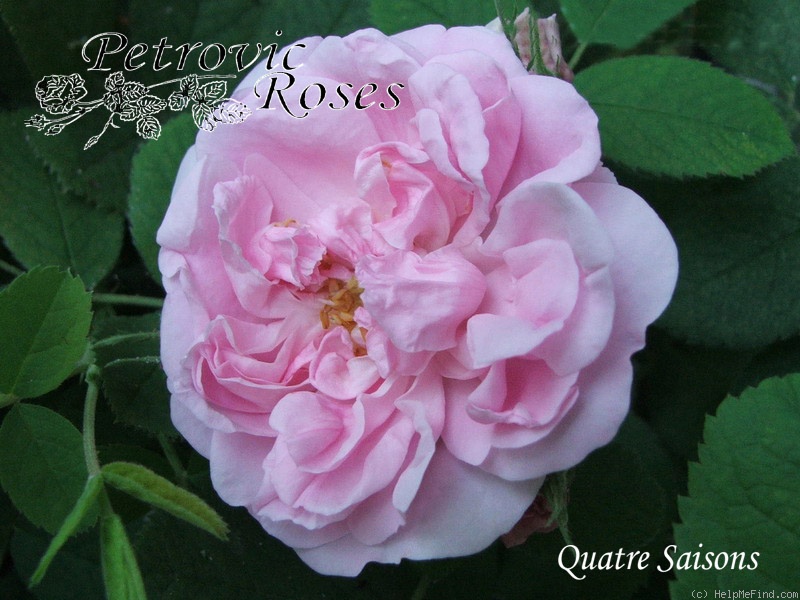 'Quatre Saisons' rose photo