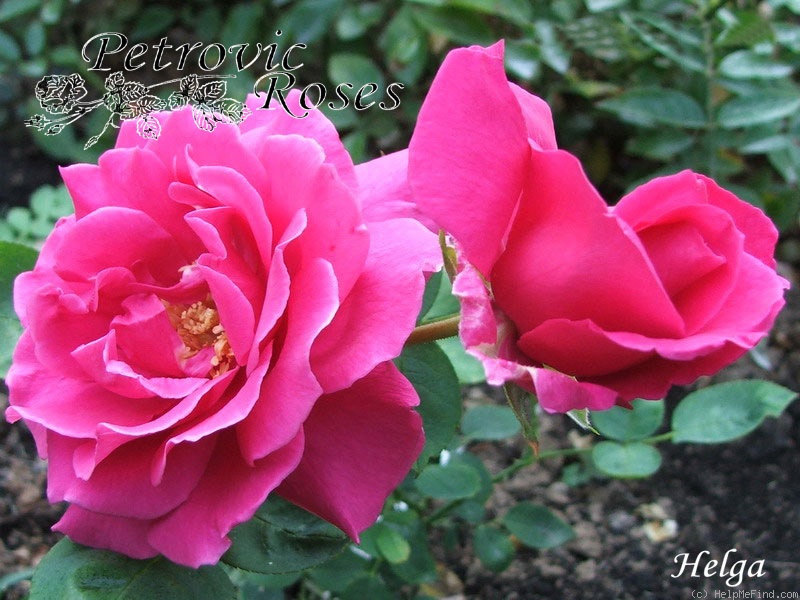 'Helga (hybrid tea, Weigand, 1926)' rose photo