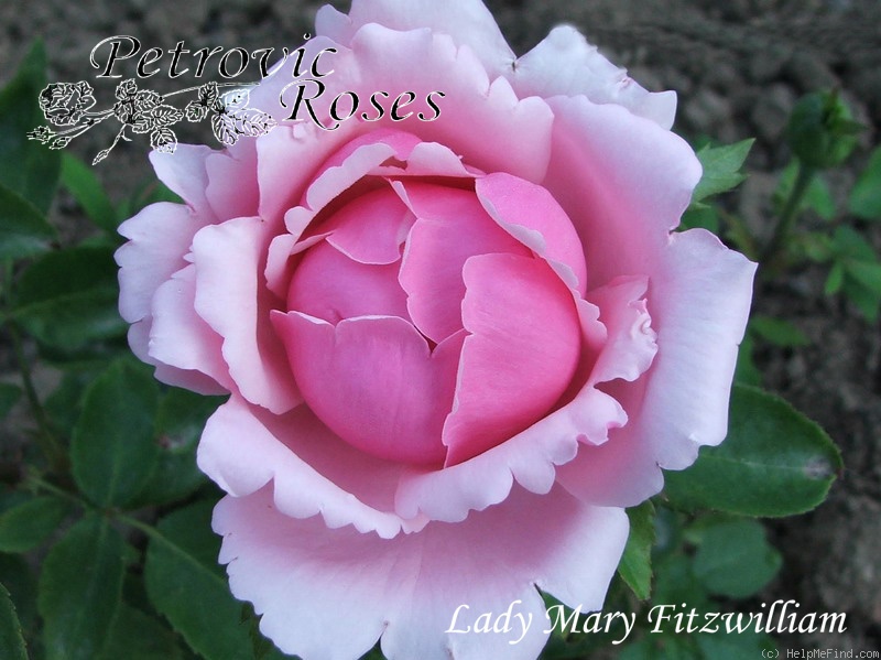 'Lady Mary Fitzwilliam' rose photo