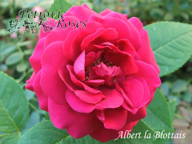 'Albert La Blotais (hybrid perpetual, Moreau-Robert, 1881)' rose photo