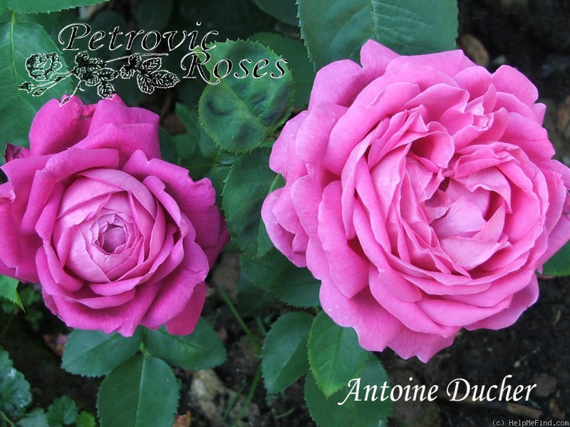 'Antoine Ducher (hybrid perpetual, Ducher, 1866)' rose photo