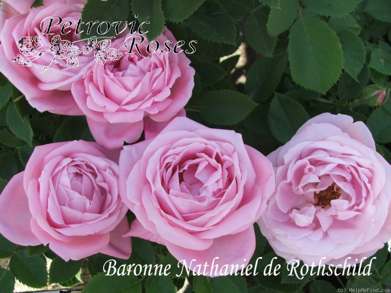 'Baronne Nathaniel de Rothschild' Rose