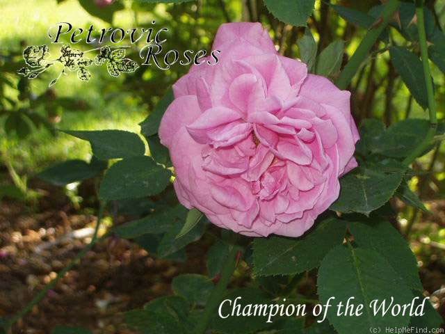 'Champion of the World' rose photo