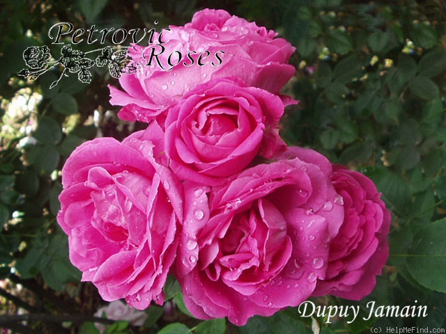 'Dupuy Jamain (Hybrid Perpetual, Jamain, 1868)' rose photo