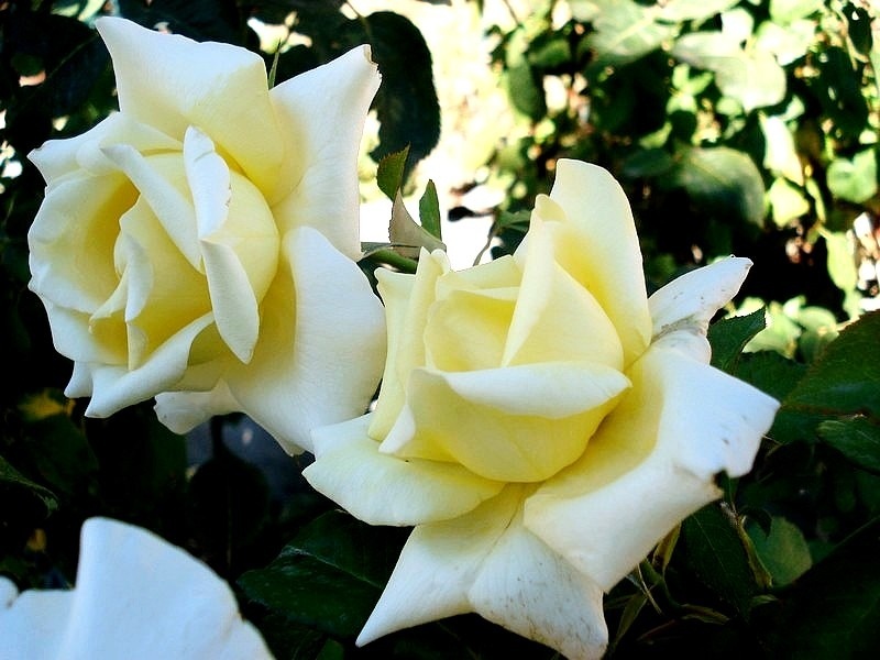 'Caroline de Monaco ®' rose photo