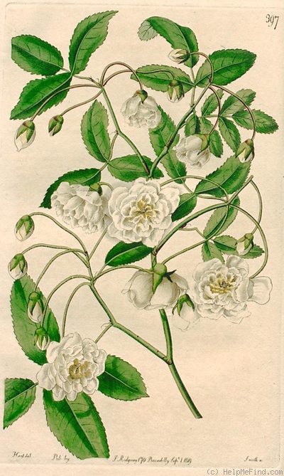 '<i>Rosa banksiae flore pleno</i>' rose photo