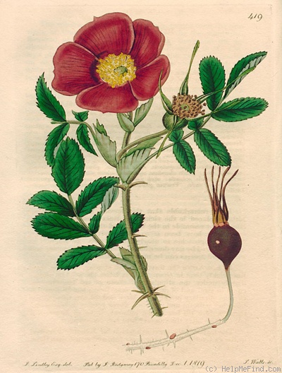 '<i>Rosa kamtchatica</i> Vent. synonym' rose photo