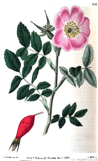 '<i>Rosa alpina</i> L. synonym' rose photo