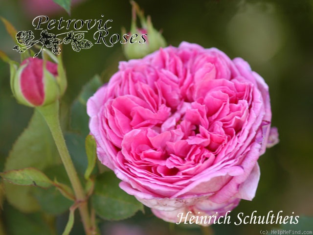 'Heinrich Schultheis' rose photo