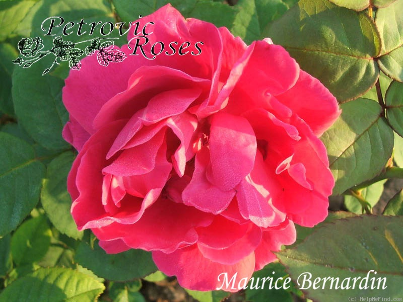 'Maurice Bernardin' rose photo