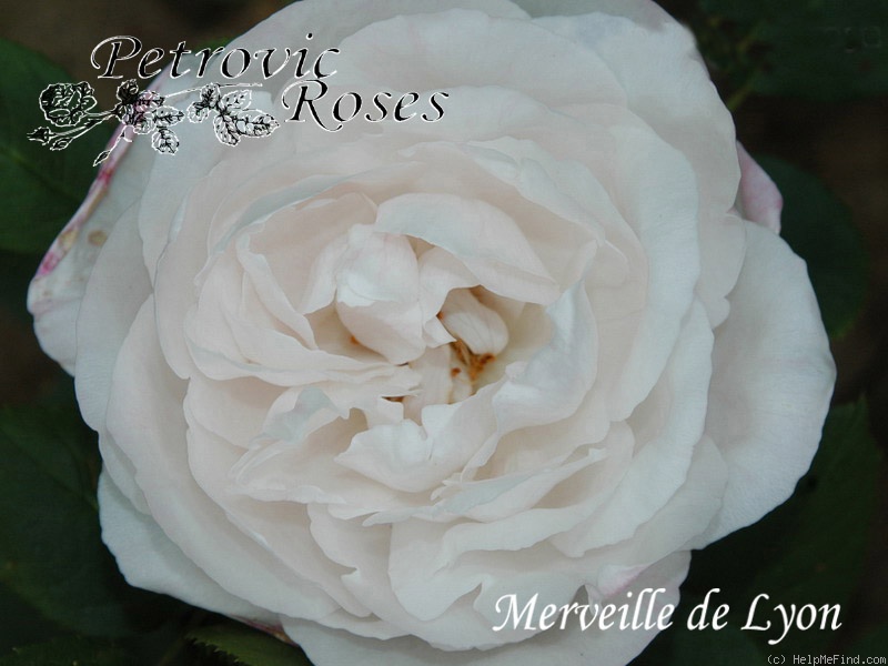 'Merveille de Lyon' rose photo