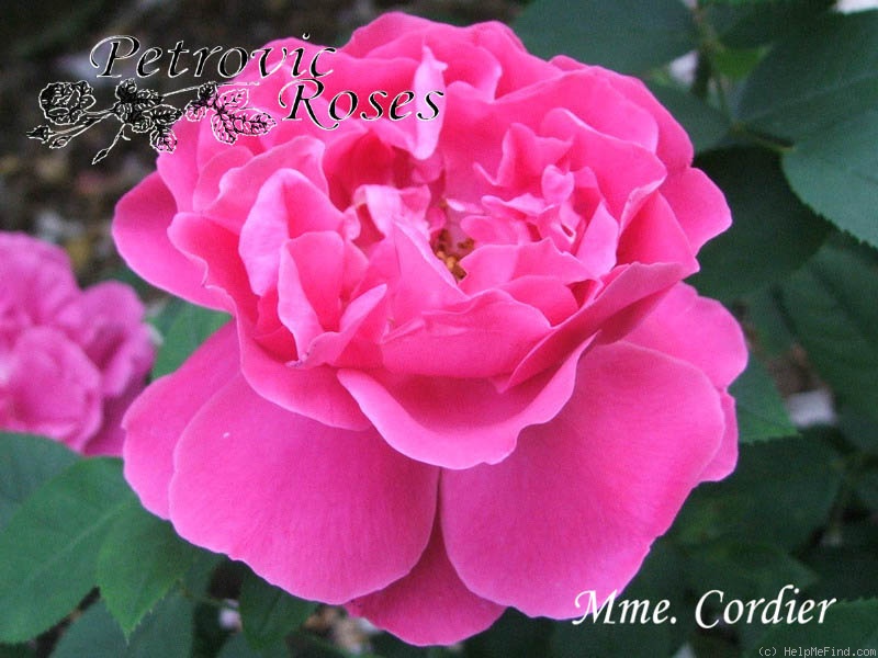 'Madame Cordier' rose photo